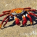 crab_lightfoot_sally_nsey_h_0012_ecu0204.jpg